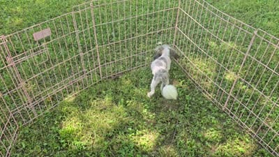 Imperial boy, a male Shih Tzu for sale in Anna, IL – 5 of 5