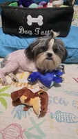 Imperial boy, a male Shih Tzu for sale in Anna, IL – 4 of 5
