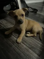 Jabarkus, a male Chihuahua for sale in White Settlement, TX – Photo 1 of 4