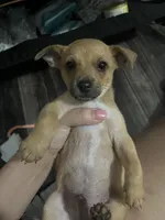 Jabarkus, a male Chihuahua for sale in White Settlement, TX – Photo 3 of 4