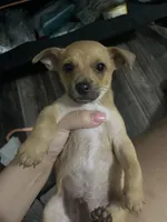 Jabarkus, a male Chihuahua for sale in White Settlement, TX – Photo 4 of 4