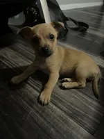 Jabarkus, a male Chihuahua for sale in White Settlement, TX – Photo 2 of 4