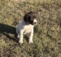 Riley, a female German Shorthaired Pointer for sale in Emporia, KS – Photo 3 of 8