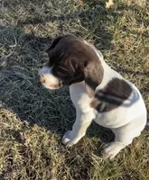 Riley, a female German Shorthaired Pointer for sale in Emporia, KS – Photo 6 of 8