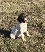 Riley, a female German Shorthaired Pointer for sale in Emporia, KS – Photo 4 of 8