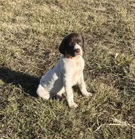 Riley, a female German Shorthaired Pointer for sale in Emporia, KS – Photo 1 of 8