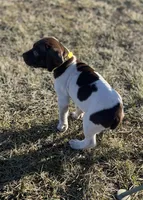 Ruby, a female German Shorthaired Pointer for sale in Emporia, KS – Photo 5 of 7