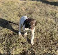 Ruby, a female German Shorthaired Pointer for sale in Emporia, KS – Photo 4 of 7
