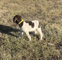 Ruby, a female German Shorthaired Pointer for sale in Emporia, KS – Photo 3 of 7