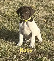 Ruby, a female German Shorthaired Pointer for sale in Emporia, KS – Photo 1 of 7
