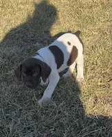 Ridge, a male German Shorthaired Pointer for sale in Emporia, KS – Photo 4 of 10