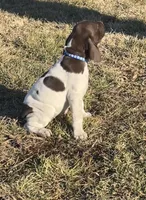 Ridge, a male German Shorthaired Pointer for sale in Emporia, KS – Photo 7 of 10