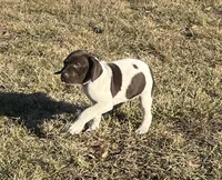 Ridge, a male German Shorthaired Pointer for sale in Emporia, KS – Photo 1 of 10
