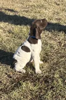 Ridge, a male German Shorthaired Pointer for sale in Emporia, KS – Photo 6 of 10