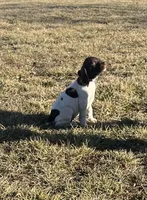 Ridge, a male German Shorthaired Pointer for sale in Emporia, KS – Photo 2 of 10