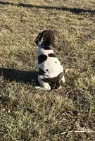 Ridge, a male German Shorthaired Pointer for sale in Emporia, KS – Photo 5 of 10