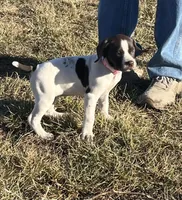 Reba, a female German Shorthaired Pointer for sale in Emporia, KS – Photo 3 of 8