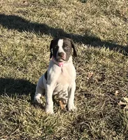 Reba, a female German Shorthaired Pointer for sale in Emporia, KS – Photo 5 of 8