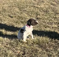 Reba, a female German Shorthaired Pointer for sale in Emporia, KS – Photo 4 of 8