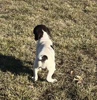 Reba, a female German Shorthaired Pointer for sale in Emporia, KS – Photo 6 of 8
