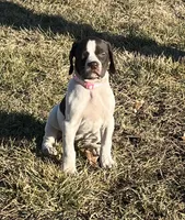 Reba, a female German Shorthaired Pointer for sale in Emporia, KS – Photo 2 of 8