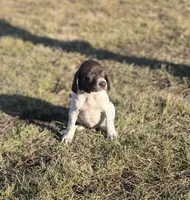 Remington, a male German Shorthaired Pointer for sale in Emporia, KS – Photo 3 of 5