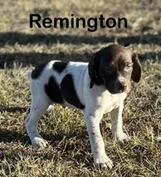 Remington, a male German Shorthaired Pointer for sale in Emporia, KS – Photo 1 of 5