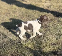Remington, a male German Shorthaired Pointer for sale in Emporia, KS – Photo 2 of 5