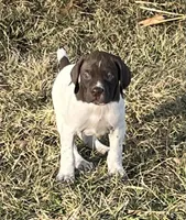 Rocky, a male German Shorthaired Pointer for sale in Emporia, KS – Photo 2 of 7