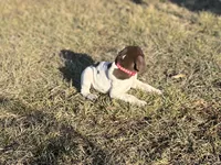 Rocky, a male German Shorthaired Pointer for sale in Emporia, KS – Photo 5 of 7