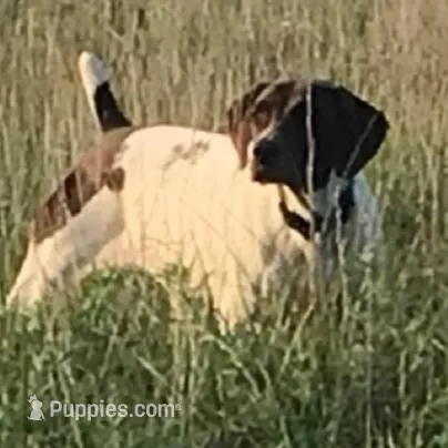 Rocky, a male German Shorthaired Pointer for sale in Emporia, KS – Photo 6 of 7