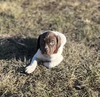 Rocky, a male German Shorthaired Pointer for sale in Emporia, KS – Photo 4 of 7