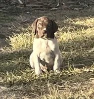 Rocky, a male German Shorthaired Pointer for sale in Emporia, KS – Photo 1 of 7