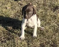 Raven, a female German Shorthaired Pointer for sale in Emporia, KS – Photo 4 of 7