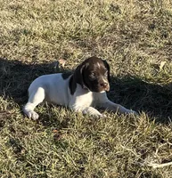 Raven, a female German Shorthaired Pointer for sale in Emporia, KS – Photo 2 of 7