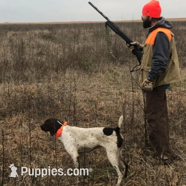 Raven, a female German Shorthaired Pointer for sale in Emporia, KS – Photo 7 of 7