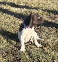 Raven, a female German Shorthaired Pointer for sale in Emporia, KS – Photo 5 of 7