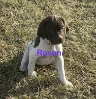 Raven, a female German Shorthaired Pointer for sale in Emporia, KS – Photo 1 of 7