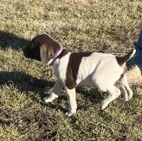 Raven, a female German Shorthaired Pointer for sale in Emporia, KS – Photo 3 of 7