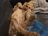 Louie, a male Cockapoo for sale in Chandler Heights, AZ – Photo 2 of 3