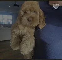 Louie, a male Cockapoo for sale in Chandler Heights, AZ – Photo 3 of 3