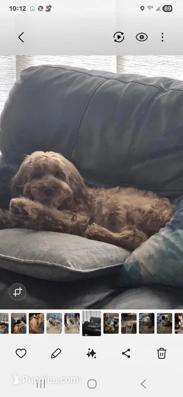 Louie – Cockapoo puppy for sale in Chandler Heights, AZ