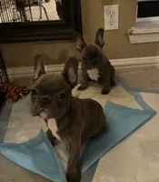 Frenchie, a female French Bulldog for sale in Houston, TX – 1 of 1