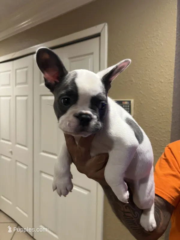 Frenchie – French Bulldog puppy for sale in Houston, TX
