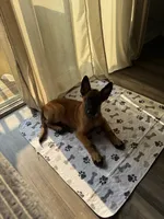 Kuza, a male Belgian Malinois for sale in Andrews Air Force Base, MD – 5 of 5