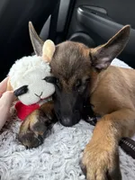 Kuza, a male Belgian Malinois for sale in Andrews Air Force Base, MD – 4 of 5