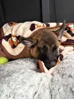 Kuza, a male Belgian Malinois for sale in Andrews Air Force Base, MD – 2 of 5