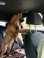 Kuza, a male Belgian Malinois for sale in Andrews Air Force Base, MD – 3 of 5