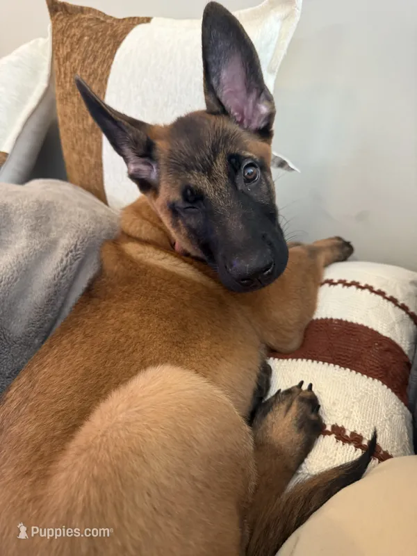 Kuza – Belgian Malinois puppy for sale in Andrews Air Force Base, MD