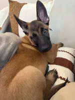 Kuza, a male Belgian Malinois for sale in Andrews Air Force Base, MD – 1 of 5